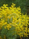Acacia chinchillensis