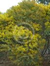 Acacia chinchillensis