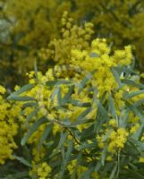 Acacia clunies-rossiae