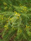 Acacia conferta