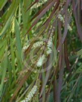 Acacia courtii