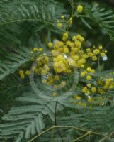 Acacia deanei