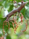 Acacia denticulosa