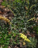 Acacia drummondii