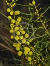 Acacia elongata