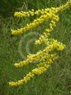 Acacia elongata