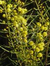 Acacia elongata