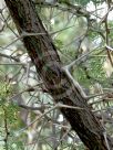 Vachellia erioloba