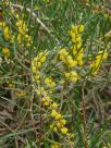 Acacia farinosa