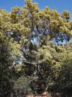 Acacia floribunda