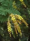 Acacia fulva