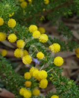 Acacia guinetii