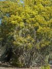 Acacia hakeoides