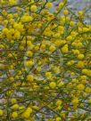 Acacia handonis