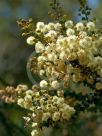 Acacia hubbardiana