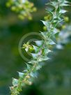 Acacia hubbardiana