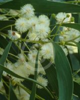 Acacia implexa