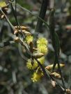 Acacia iteaphylla