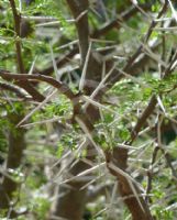 Vachellia karroo