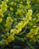 Acacia lanigera