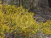 Acacia lineata