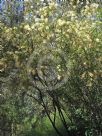 Acacia linifolia