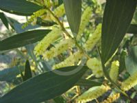 Acacia longifolia longifolia