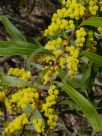 Acacia macradenia