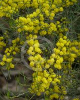 Acacia menzelii