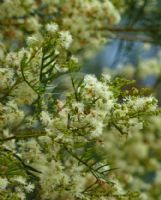 Acacia muelleriana