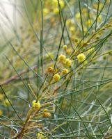 Acacia multispicata