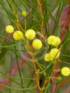 Acacia multispicata