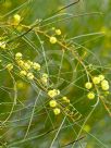 Acacia multispicata