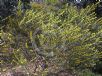 Acacia neriifolia