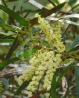 Acacia obtusifolia