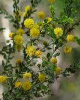 Acacia paradoxa