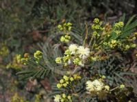 Acacia parvipinnula