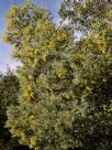 Acacia podalyriifolia