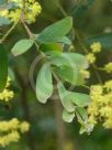 Acacia prominens