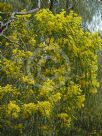 Acacia pustula