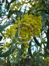 Acacia pycnantha