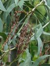 Acacia pycnantha