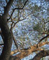 Vachellia sieberiana woodii