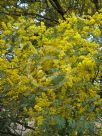 Acacia spectabilis