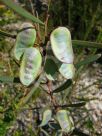 Acacia suaveolens