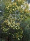 Acacia terminalis