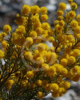 Acacia mariae