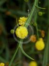 Acacia trigonophylla