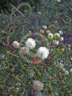 Acacia ulicifolia