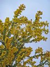 Acacia vestita